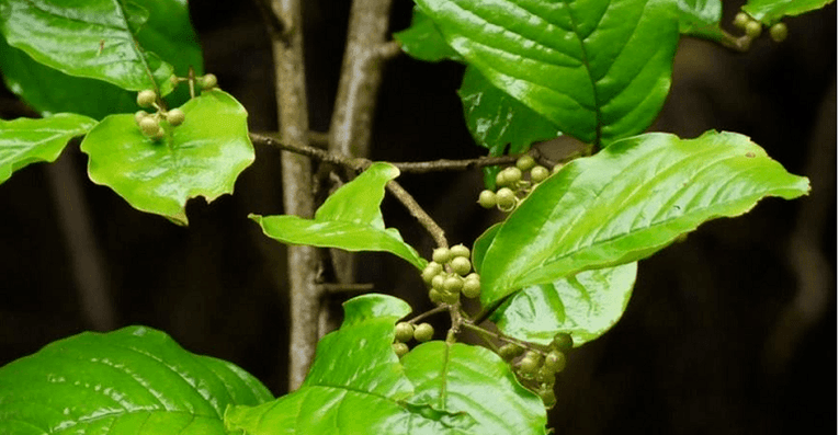 Ayurvedic herb Vidanga - a powerful tool against parasites in the intestines