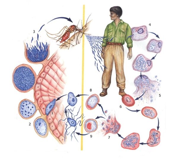 simplest modes of reproduction of parasites