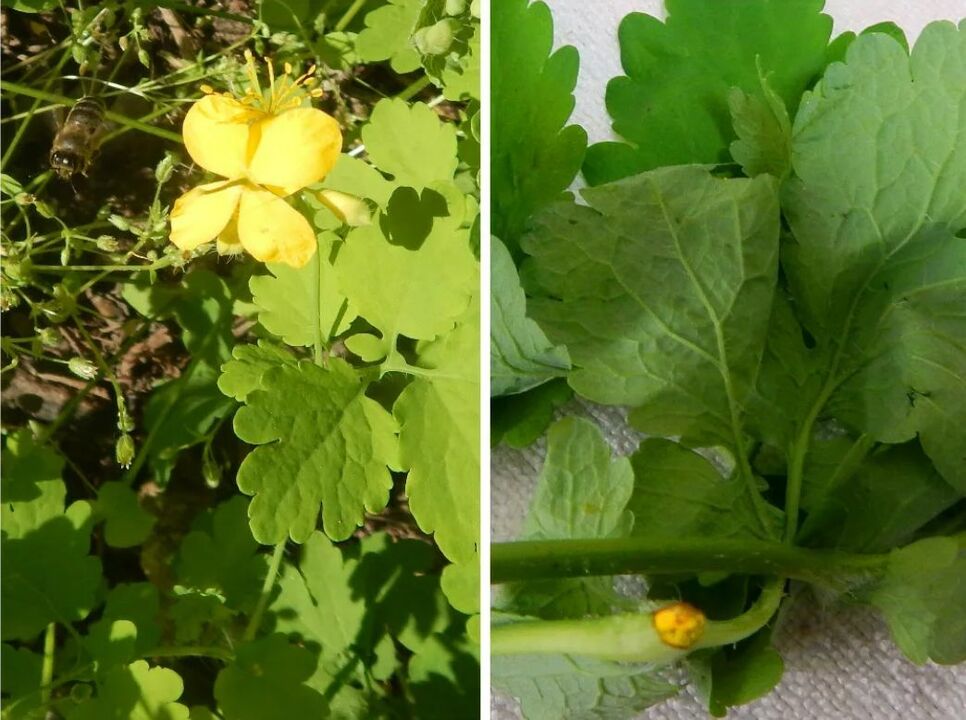 celandine against parasites