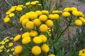 Enemies of the Tansy