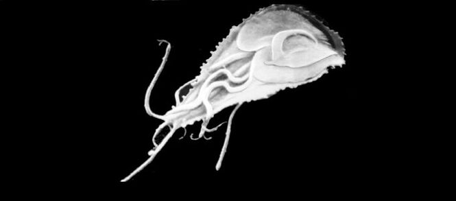 The simplest parasites