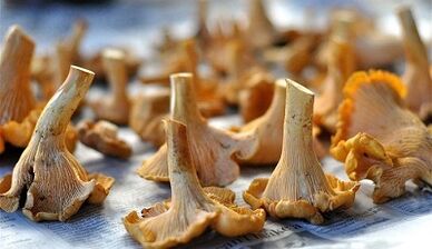 Chanterelles mushrooms to remove body parasites