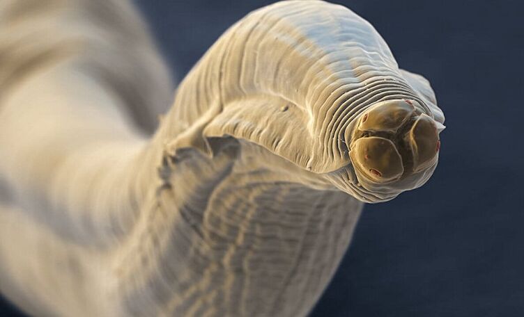 parasitic worm of the human body