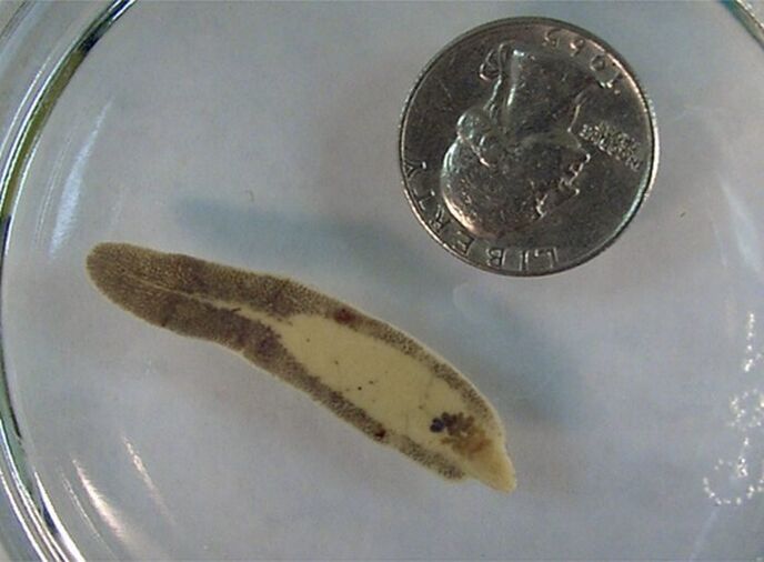 Size of a fluke compared to a coin